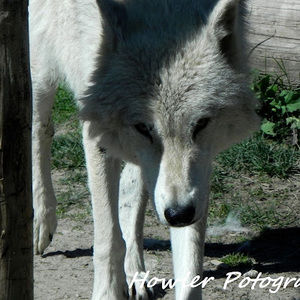 Meet your Posher, Howlerone